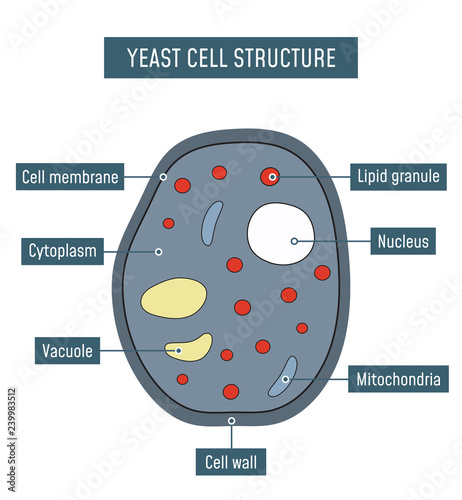 Yeast Cell Structure