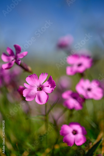 Fiori di campo