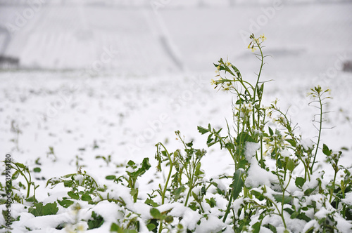 little flowers in winter landscape by jziprian.jpg photo