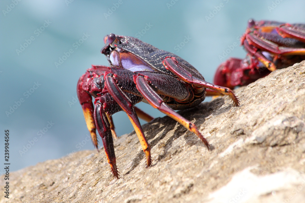 TIERE_6314_rote_Klippenkrabbe TIERE_6314_rote_Klippenkrabbe