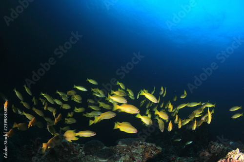 Fish on coral reef. Snapper fish in Thailand 