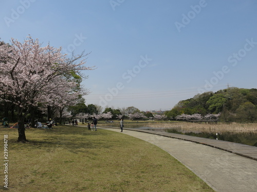 桜が咲く松戸市の「21世紀の森と広場」（千駄堀池）