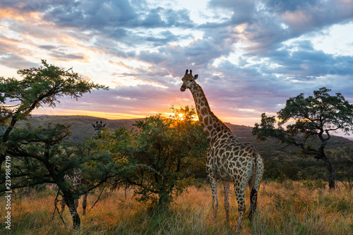 A giraffe standing in beautiful african surroundings while sunrise.