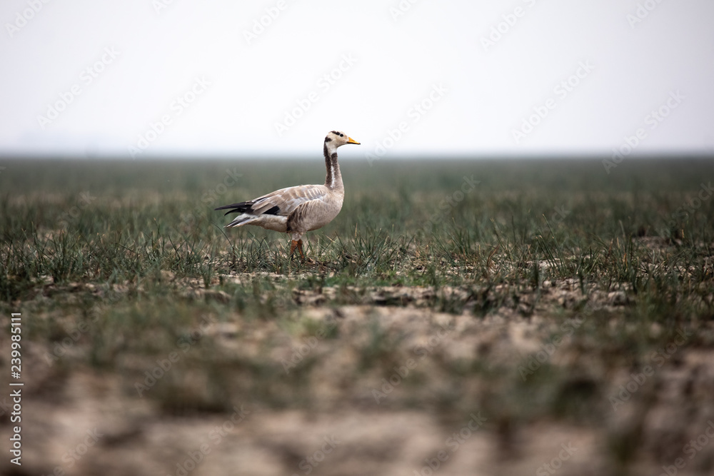 Fototapeta premium Bar-headed goose (Anser indicus) at Manglajodi, Odisha, India