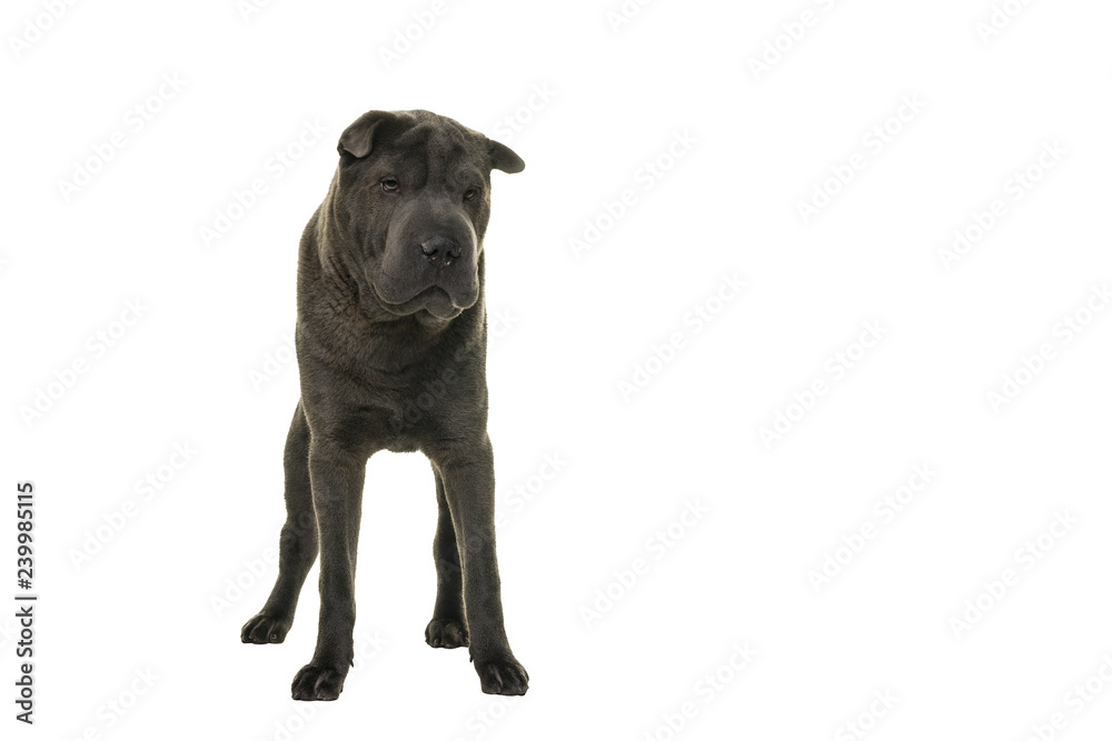Naklejka premium Standing grey Shar Pei dog looking at the camera isolated on white background