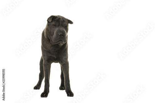 Standing grey Shar Pei dog looking at the camera isolated on white background
