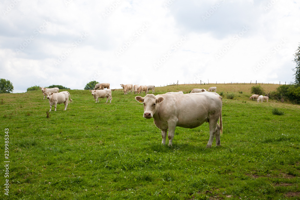 Mutterkuhhaltung Charolais Rinder auf der Weide - AGRARMOTVE