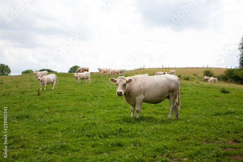 Mutterkuhhaltung Charolais Rinder auf der Weide - AGRARMOTVE