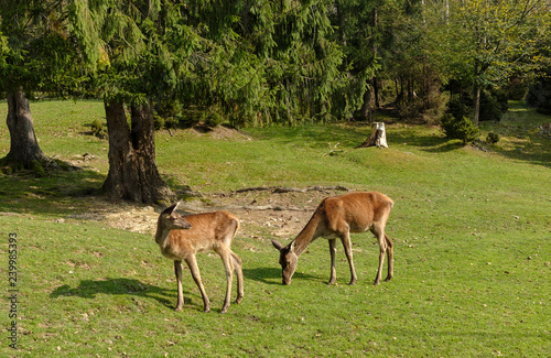 Fototapeta Naklejka Na Ścianę i Meble -  Two young deers grazing