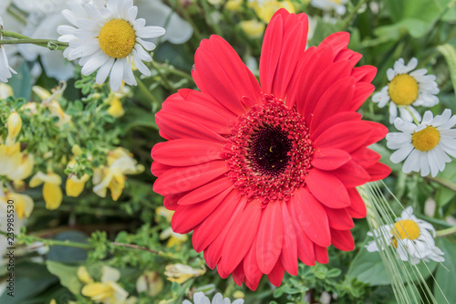 Beautiful red flower with white daisies in background.