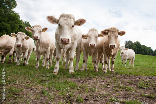 Mutterkuhhaltung Charolais Rinder auf der Weide - AGRARMOTVE