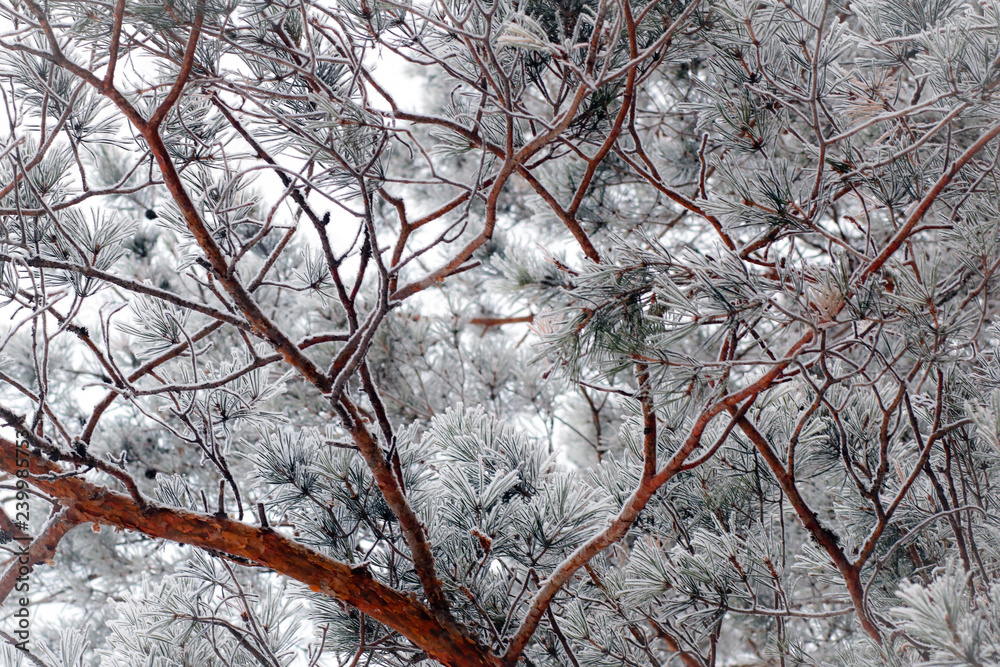Obraz premium Winter backgeound. Nature background. Winter snowy forest.