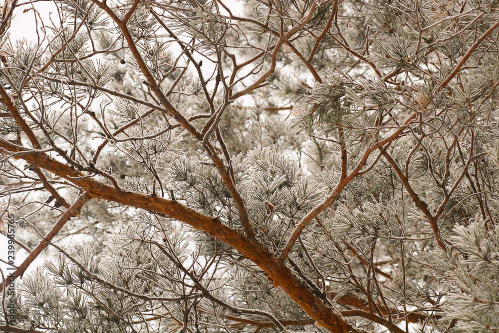 Obraz premium Winter backgeound. Nature background. Winter snowy forest.