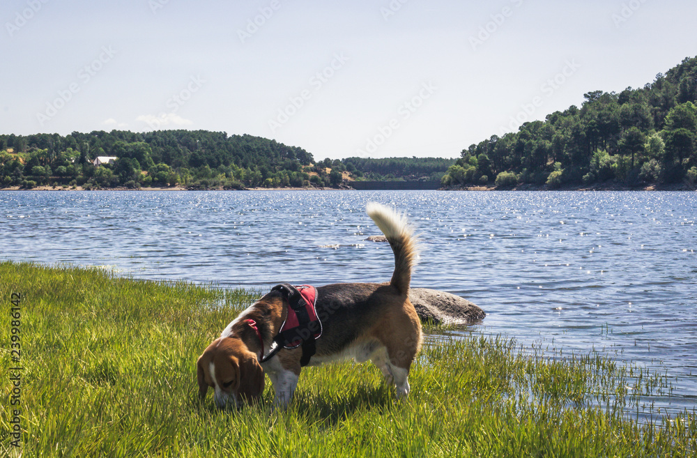 Dog enjoying a walk by a lake