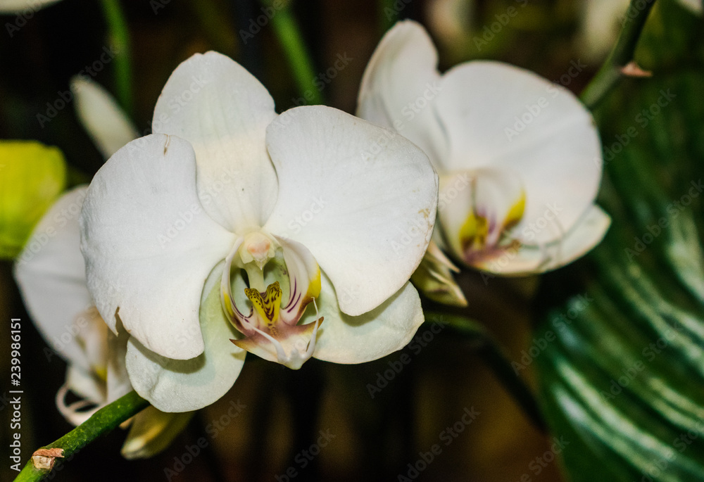 White Phalaenopsis orchid, with dark background White Phalaenopsis orchid, with dark background
