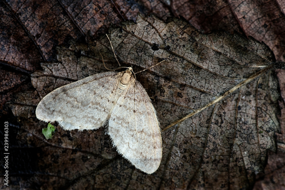 Winter moth, Operophtera brumata