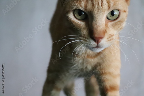 Fototapeta Naklejka Na Ścianę i Meble -  cat gato