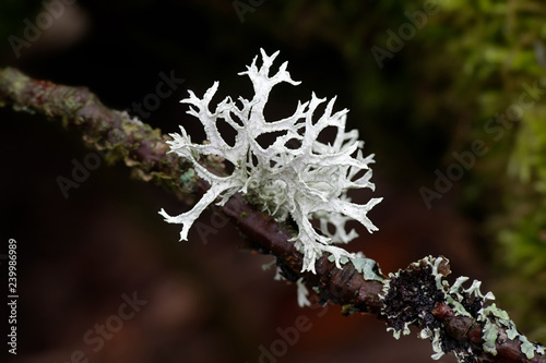 Evernia prunastri, also known as oakmoss, a beautiful lichen used widely in perfume industry as a fixative photo