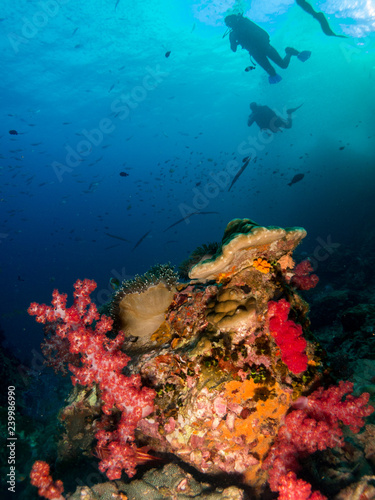 Fototapeta Naklejka Na Ścianę i Meble -  seabed with underwater life