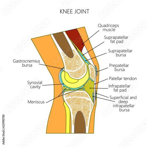 Vector illustration of a healthy knee joint . Anatomy of the human knee, side view.  For advertising, medical publications photo