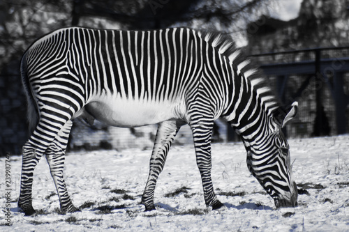 Contrasting black and white zebra grazes in the winter on a snowy meadow.