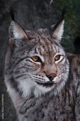 A close-up head of a lynx,  a serene look in the half-turn of a big cat. © Mikhail Semenov