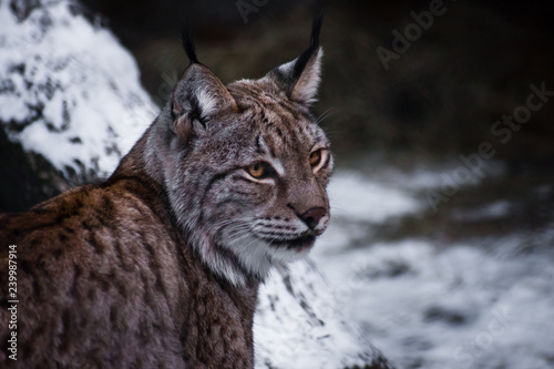 Canvas Print Muzzle lynx close-up, a calm look of a big cat.