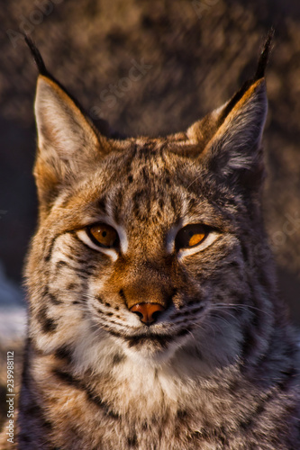 Lynx head with tassels on the ears and large yellow eyes.