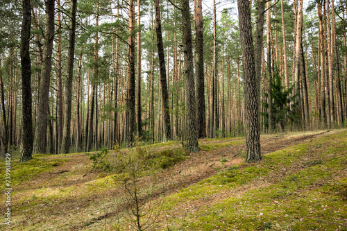 Fototapeta Naklejka Na Ścianę i Meble -  Lithuania forest