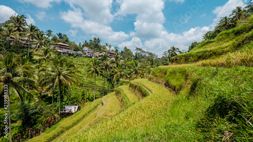 Tegalalang Rice Terrace - Bali
