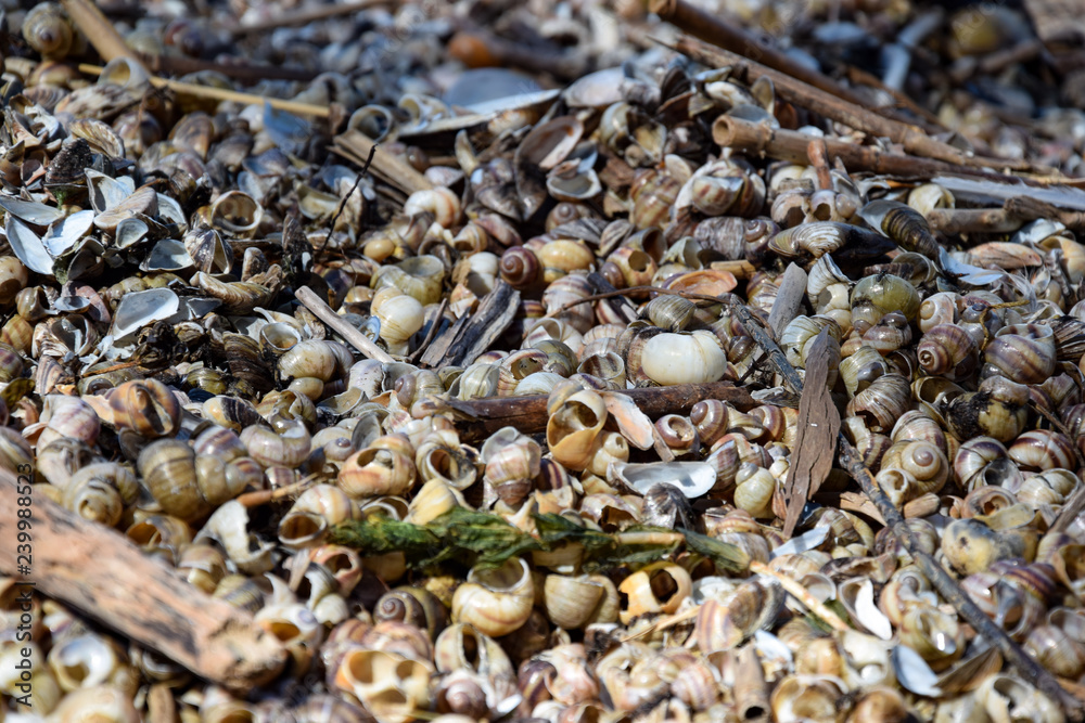 Shells Shells