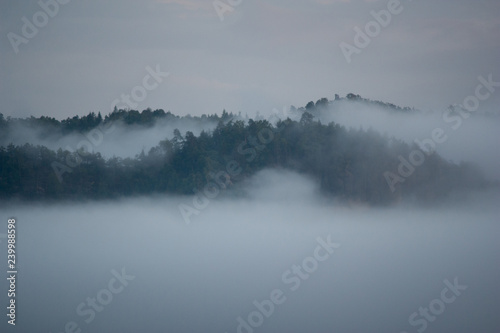 Wolkenverhangener Wald © Timo