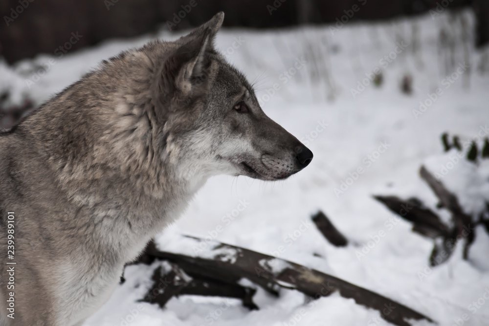 Head of a wolf in profile, close-up on a background of white snow,