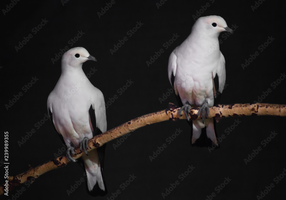 The white-pink contrast bird on a branch with a dark background; it is a two-colored fruit dove The white-pink contrast bird on a branch with a dark background; it is a two-colored fruit dove