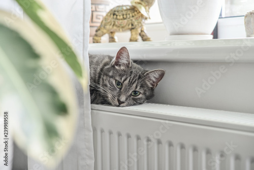 Fototapeta Naklejka Na Ścianę i Meble -  Cute grey cat with green eyes relaxing