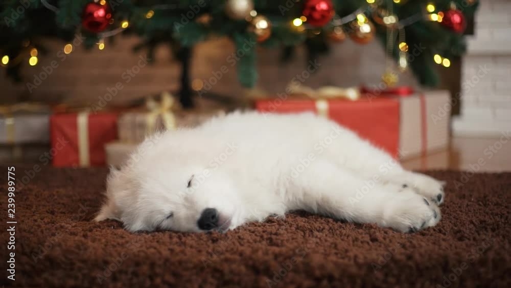 Beautiful white puppies at the Christmas tree. Beautiful white puppies at the Christmas tree.