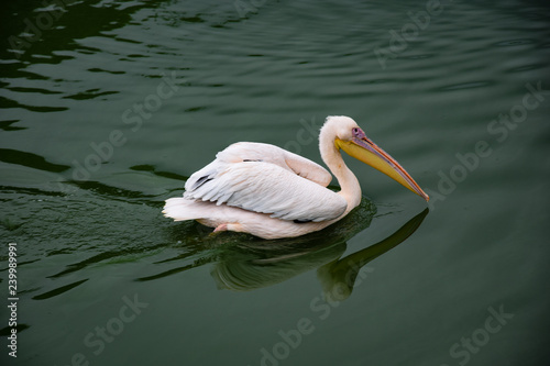 Pelican