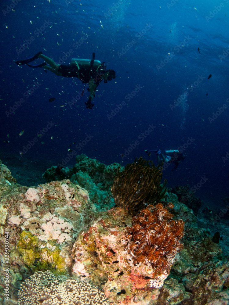 Fototapeta premium seabed with underwater life