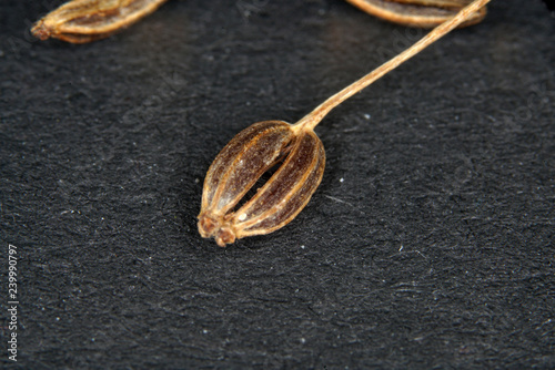 Caraway seeds are a classic spice in hard-to-digest foods, such as cabbage dishes.