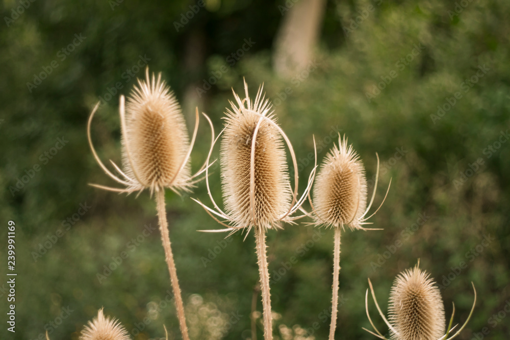 thistle in the field thistle in the field