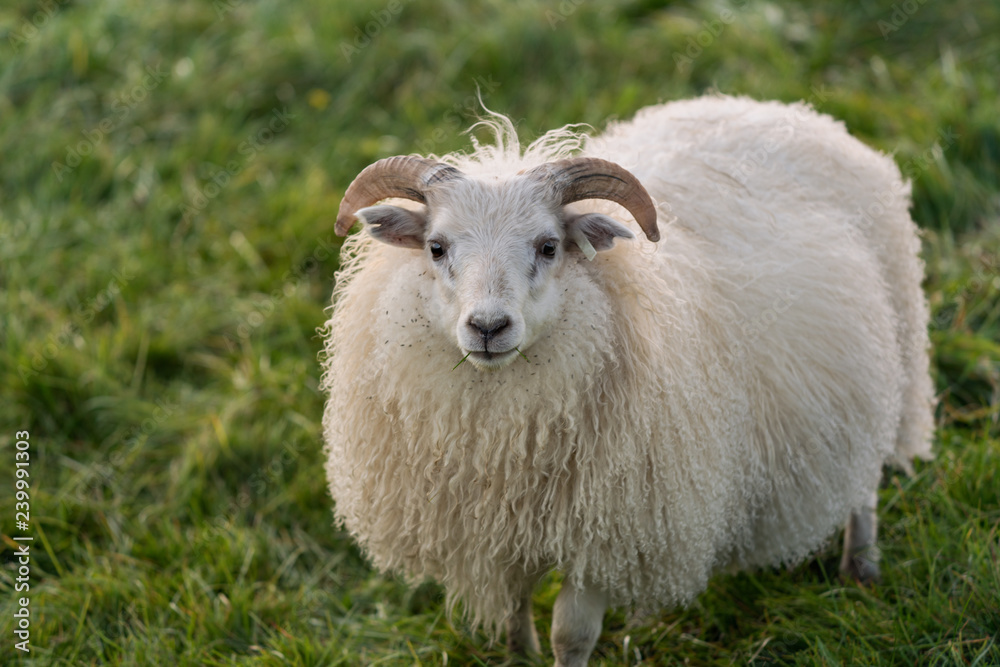 Sweet white female sheep with fluffy wool Sweet white female sheep with fluffy wool