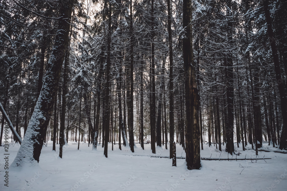 Severe but beautiful snow-covered winter forest Severe but beautiful snow-covered winter forest