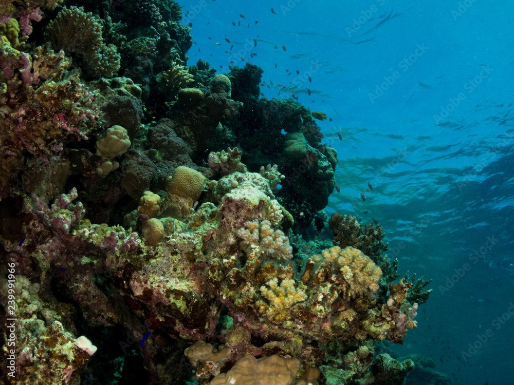 Fototapeta premium seabed with underwater life