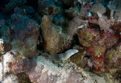 seabed with underwater life