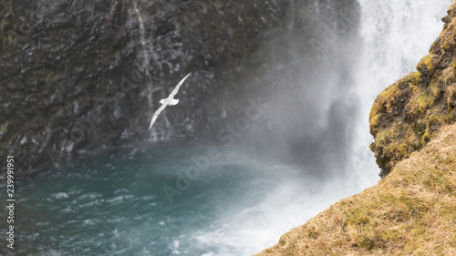 Eisvögel in einer Schlucht mit Wasserfall in Island
