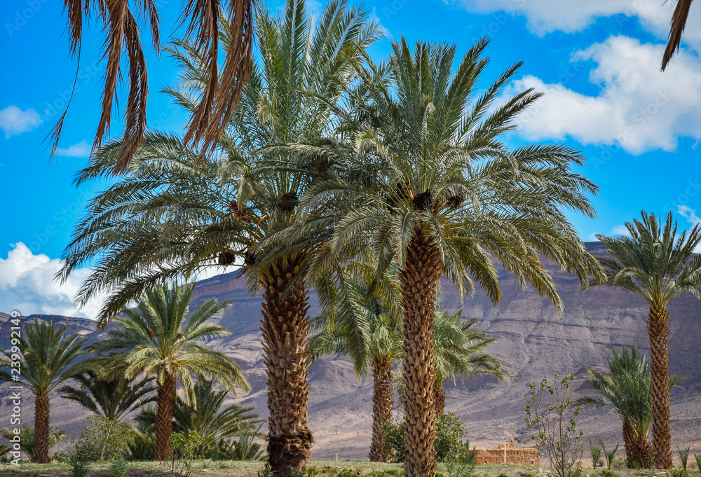 Palm Forest in Morocco