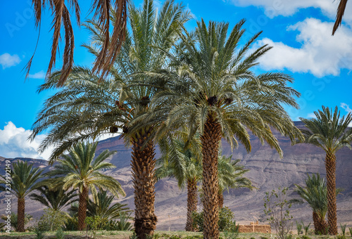 Palm Forest in Morocco