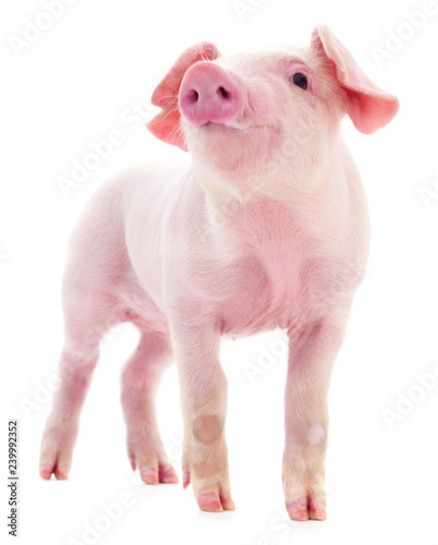 Small pink pig isolated.