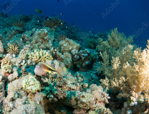 seabed with underwater life © Javier