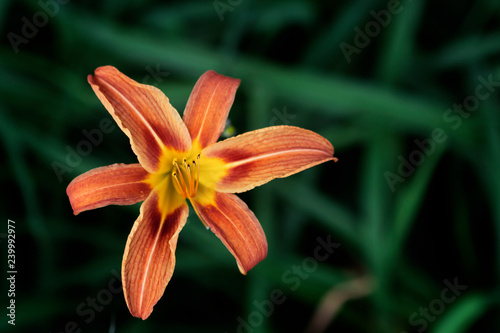 Orange lily on dark green background